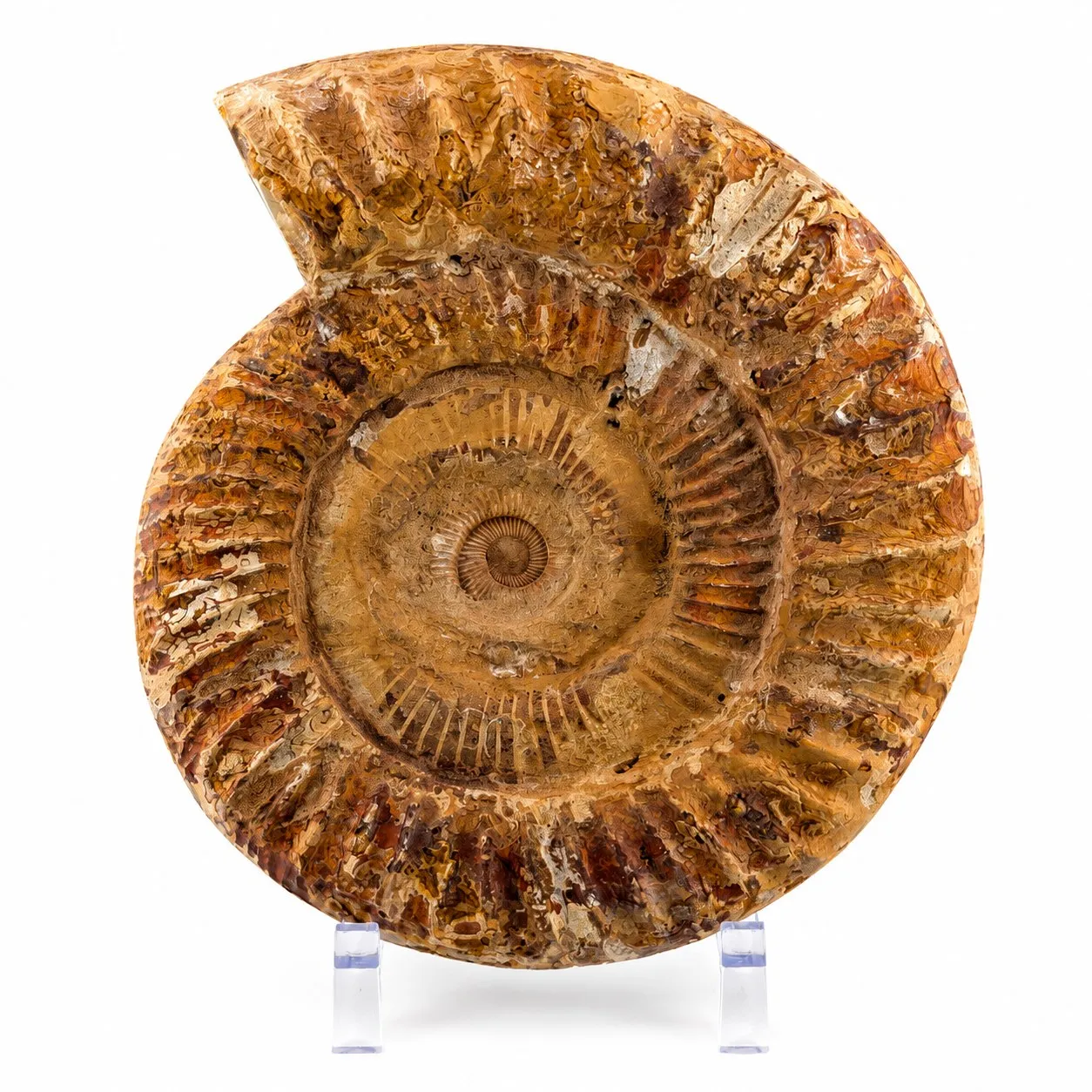 Amonita Perisphinctes 22.5 cm