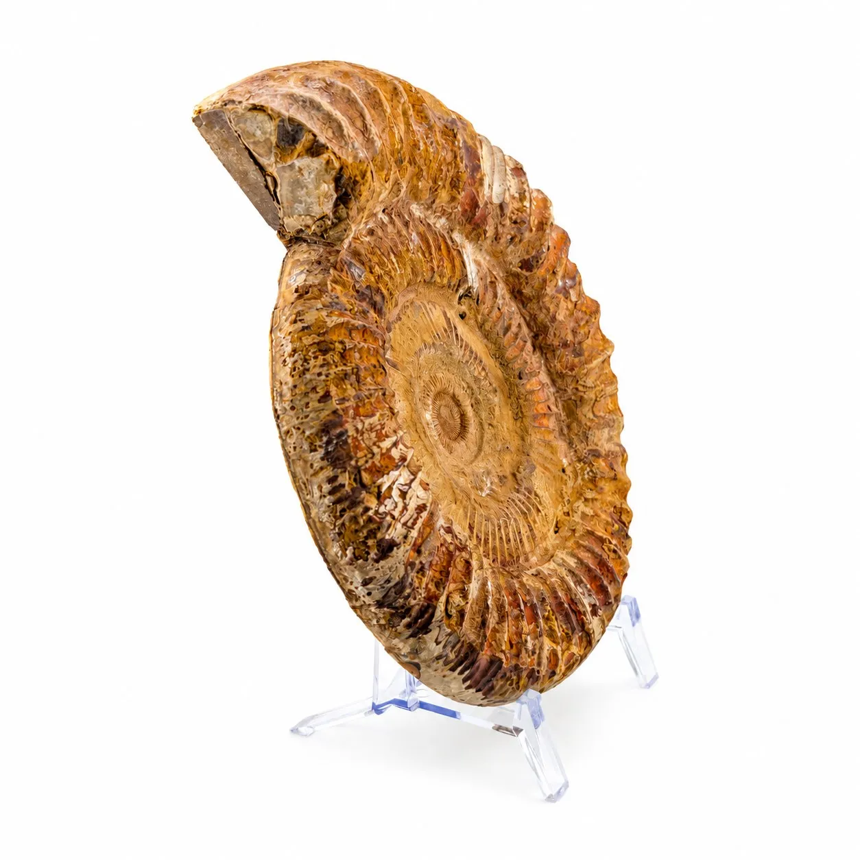 Amonita Perisphinctes 22.5 cm