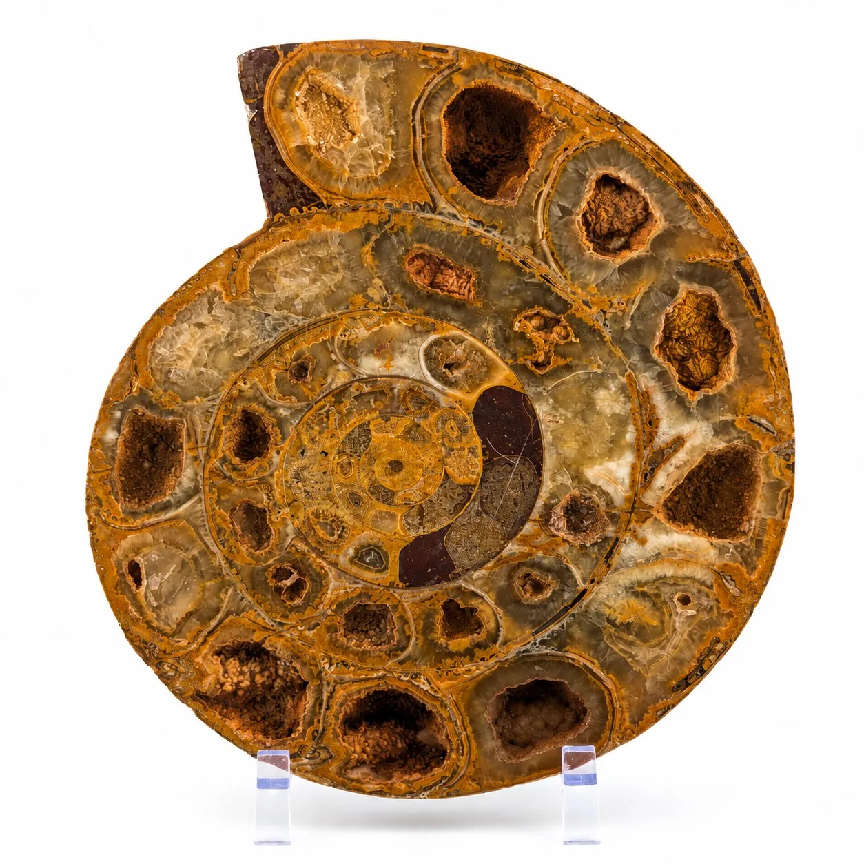 Amonita Perisphinctes 22 cm