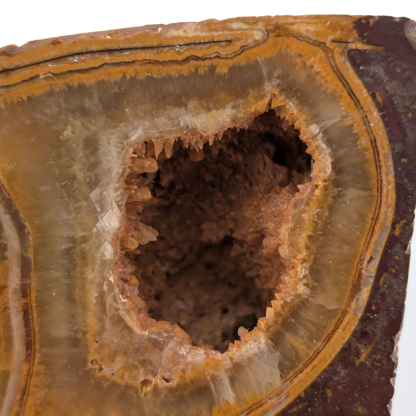 Amonita Perisphinctes 22 cm