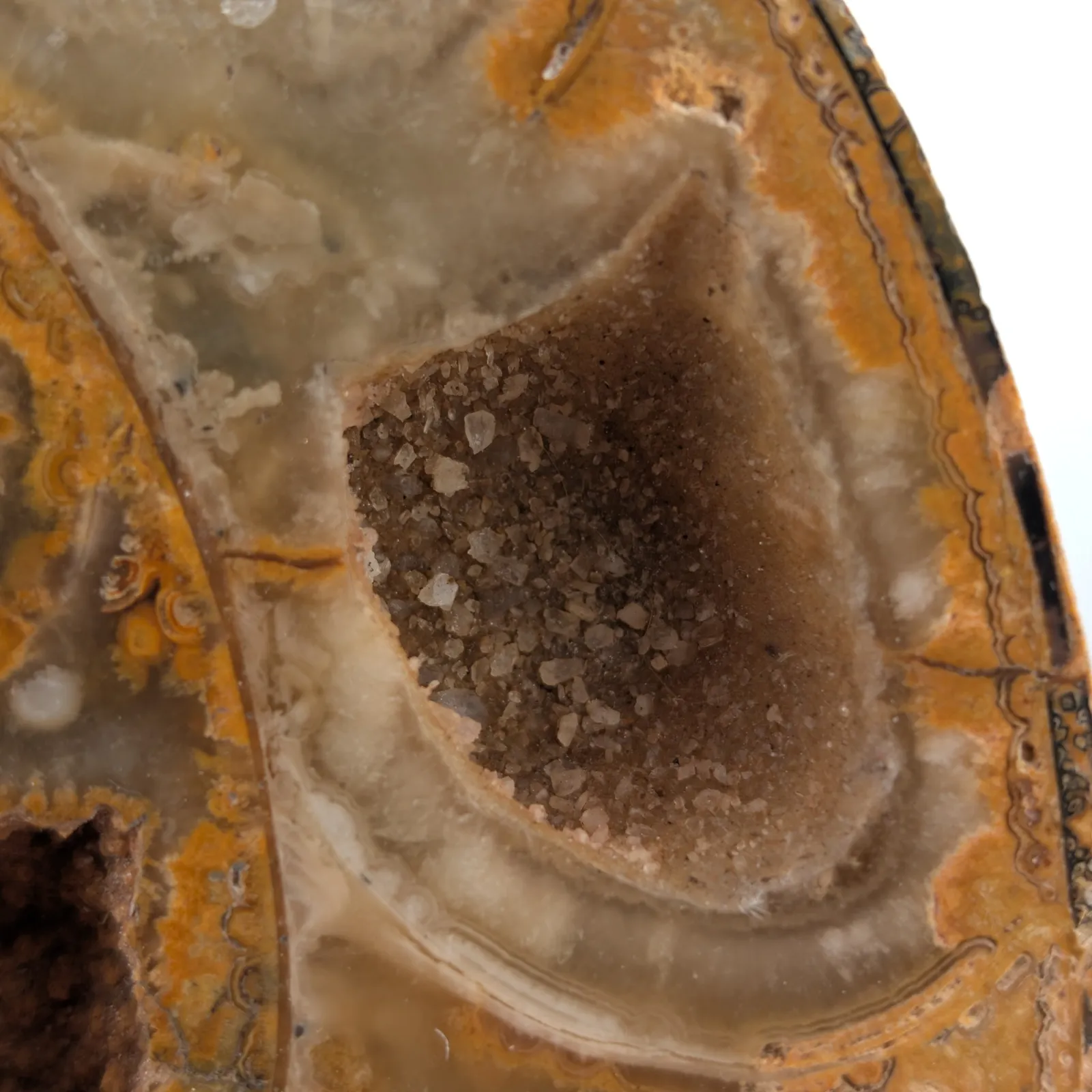Amonita Perisphinctes 22 cm