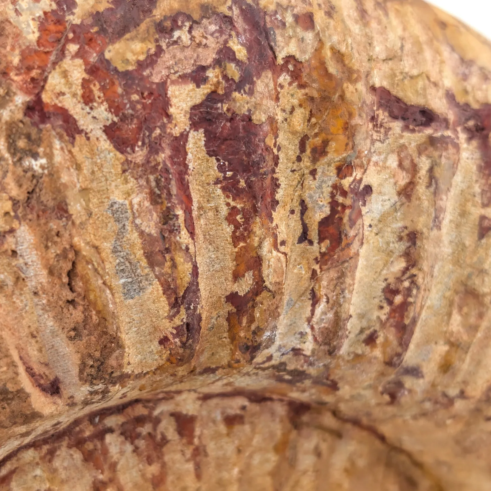 Amonita Perisphinctes 22 cm