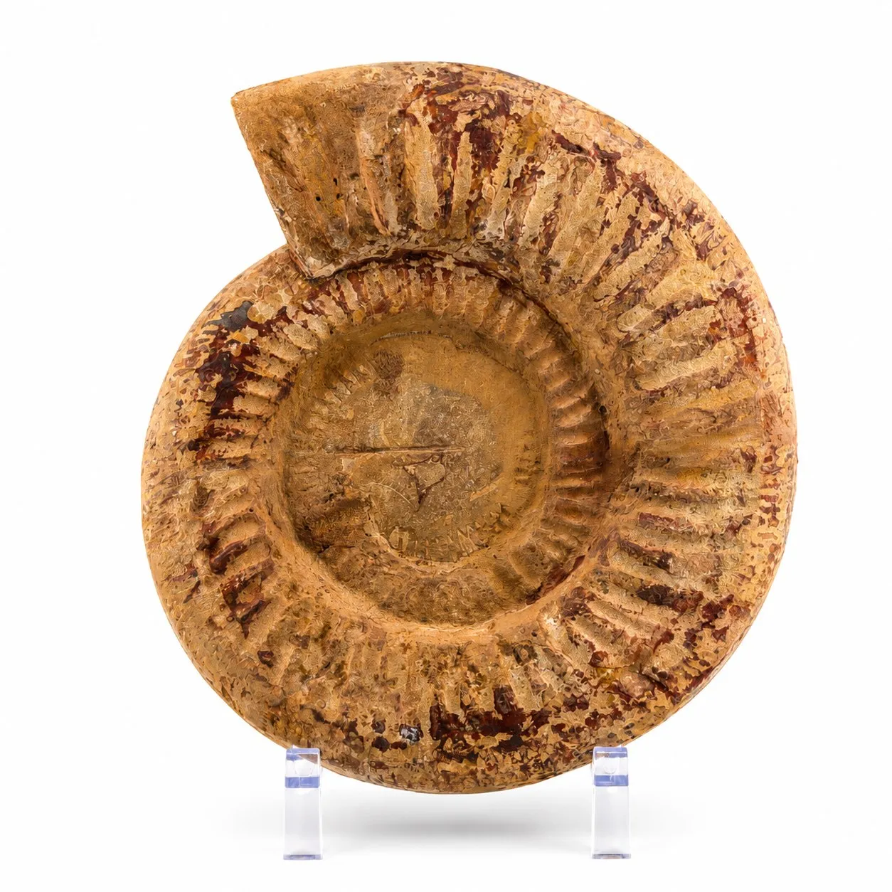 Amonita Perisphinctes 22 cm