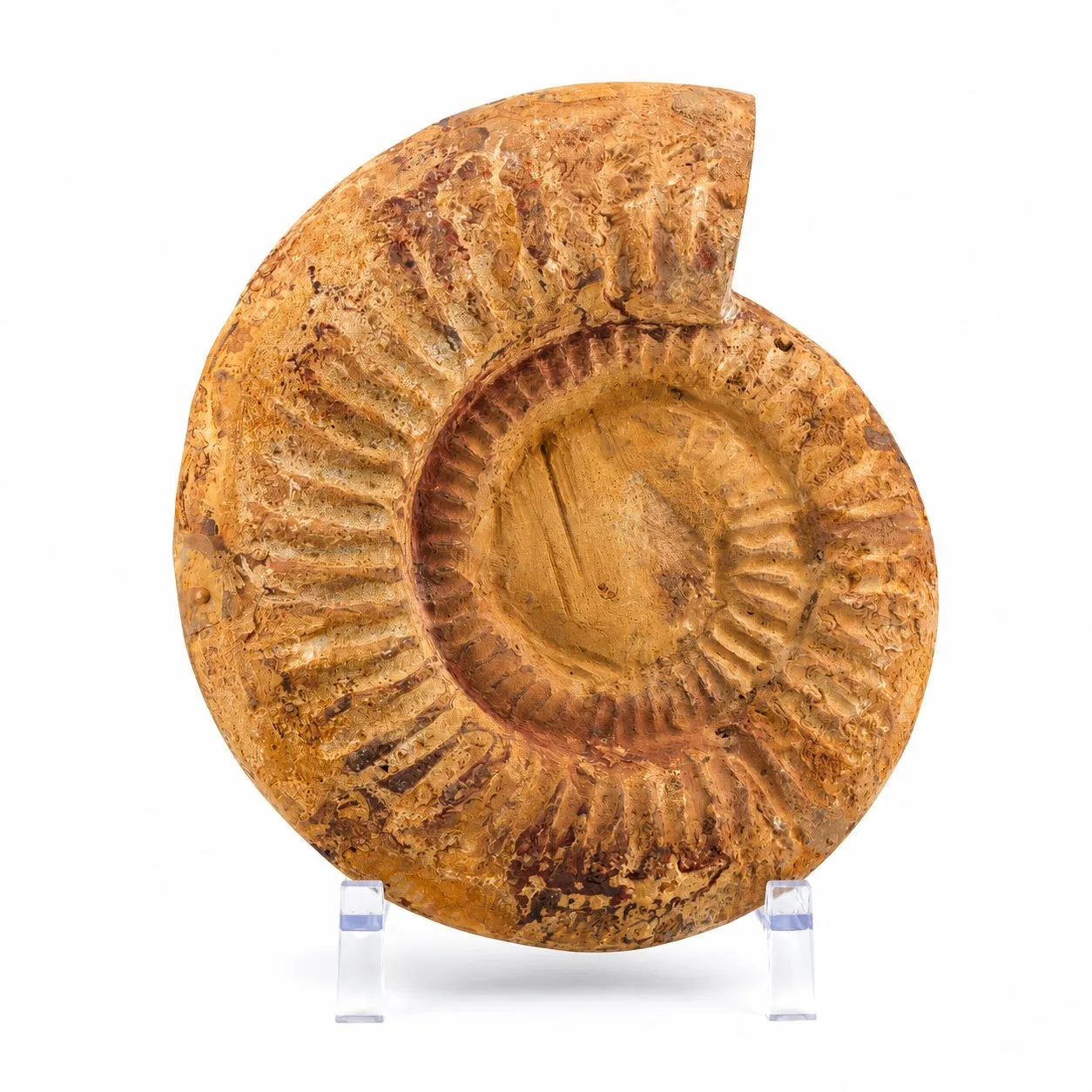 Amonita Perisphinctes 22 cm