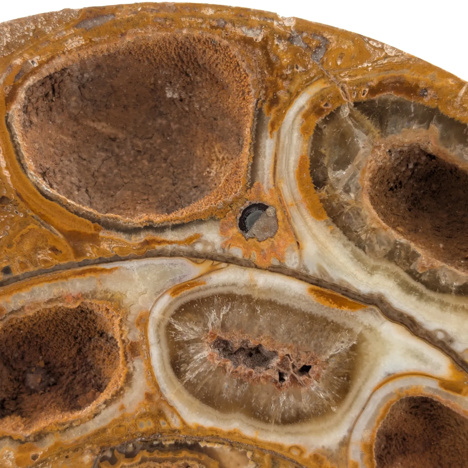 Amonita Perisphinctes 22 cm