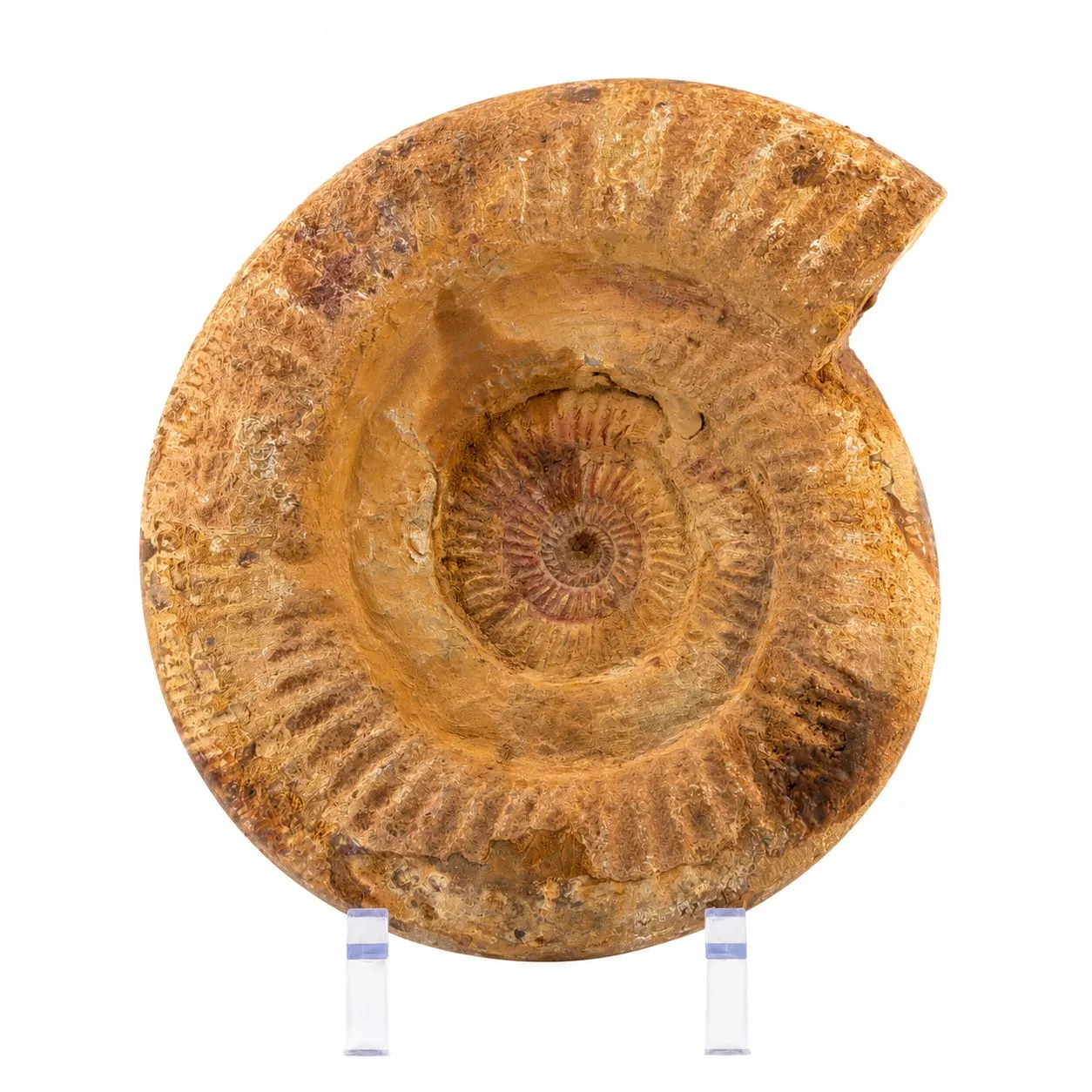Amonita Perisphinctes 22 cm