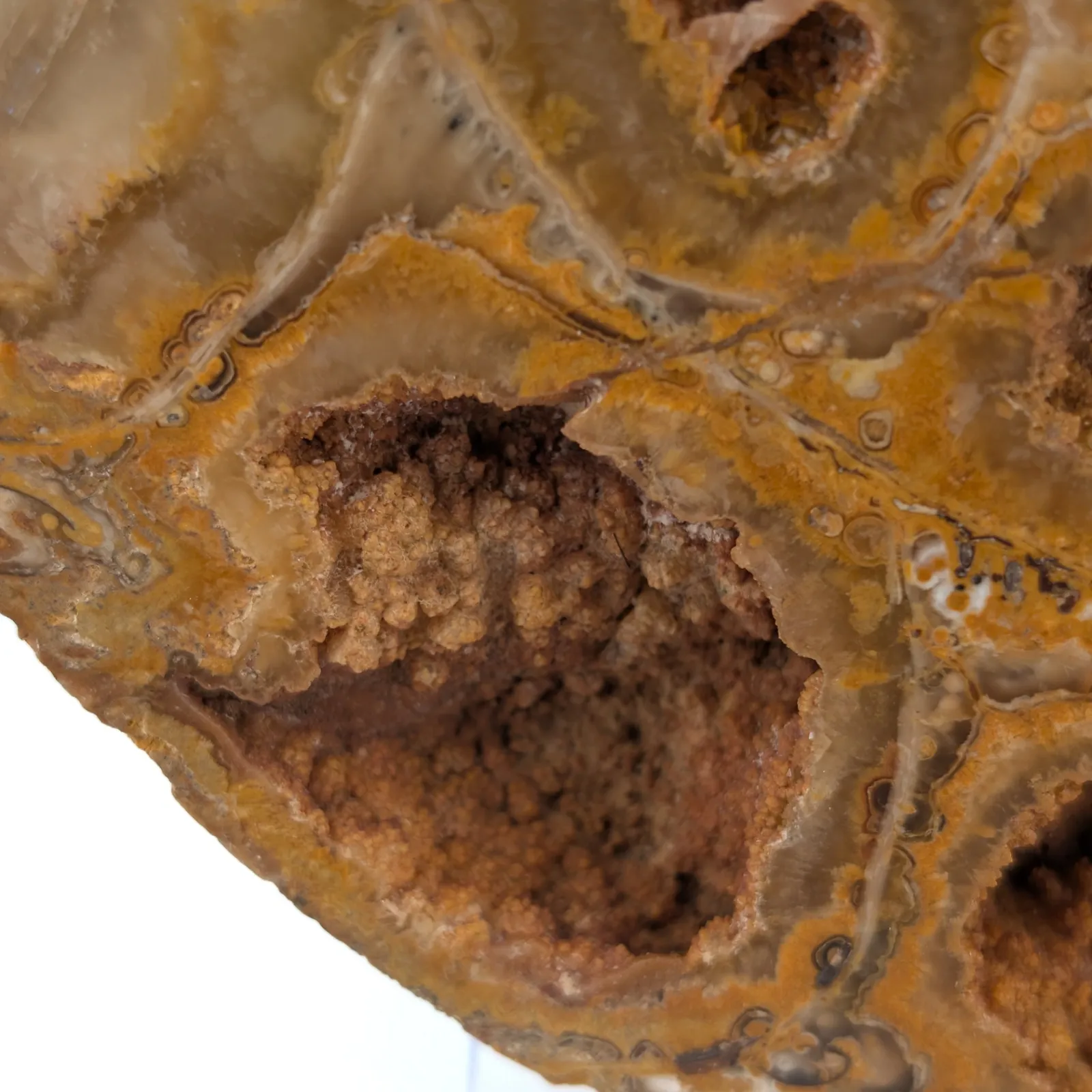 Amonita Perisphinctes 22 cm