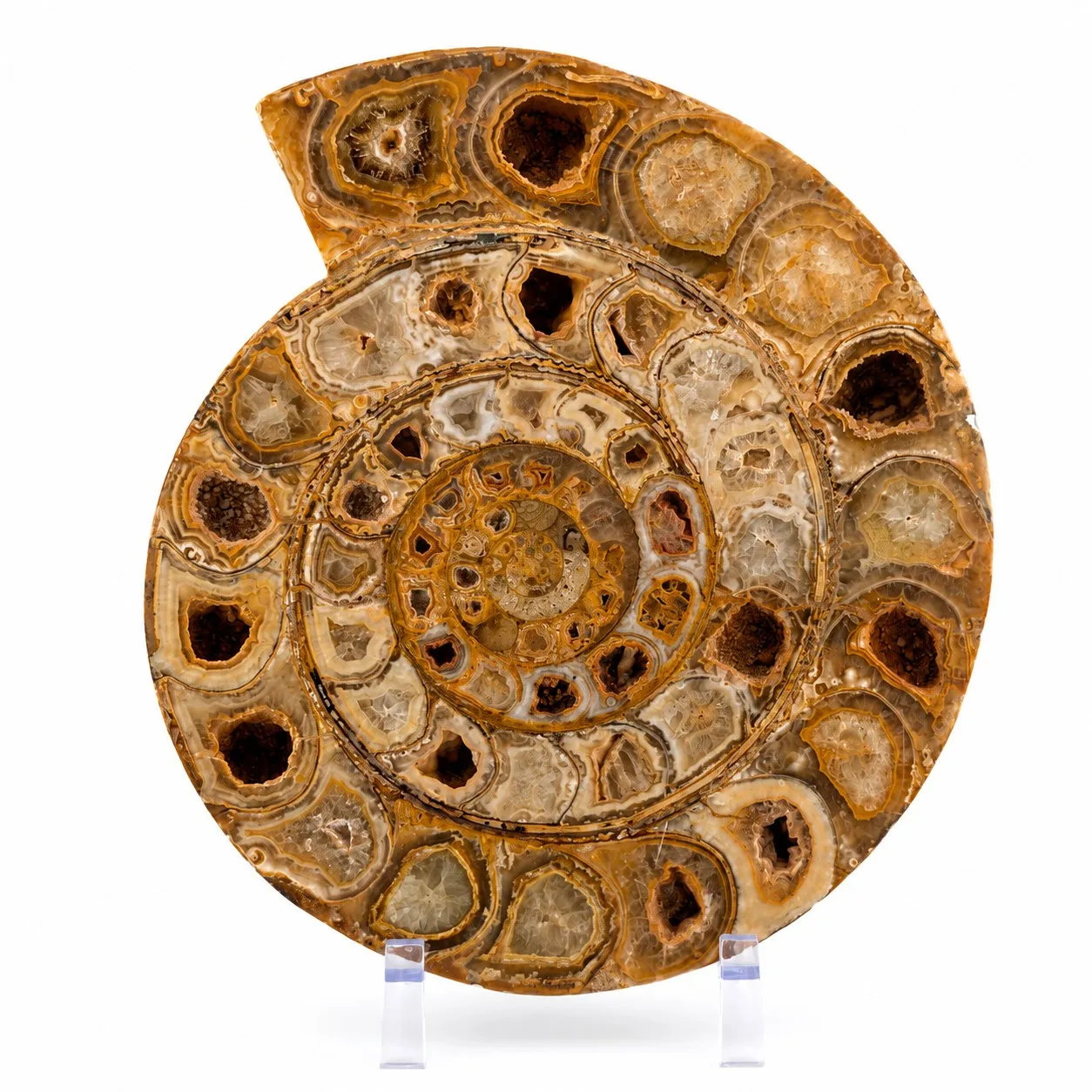 Amonita Perisphinctes 24.5 cm