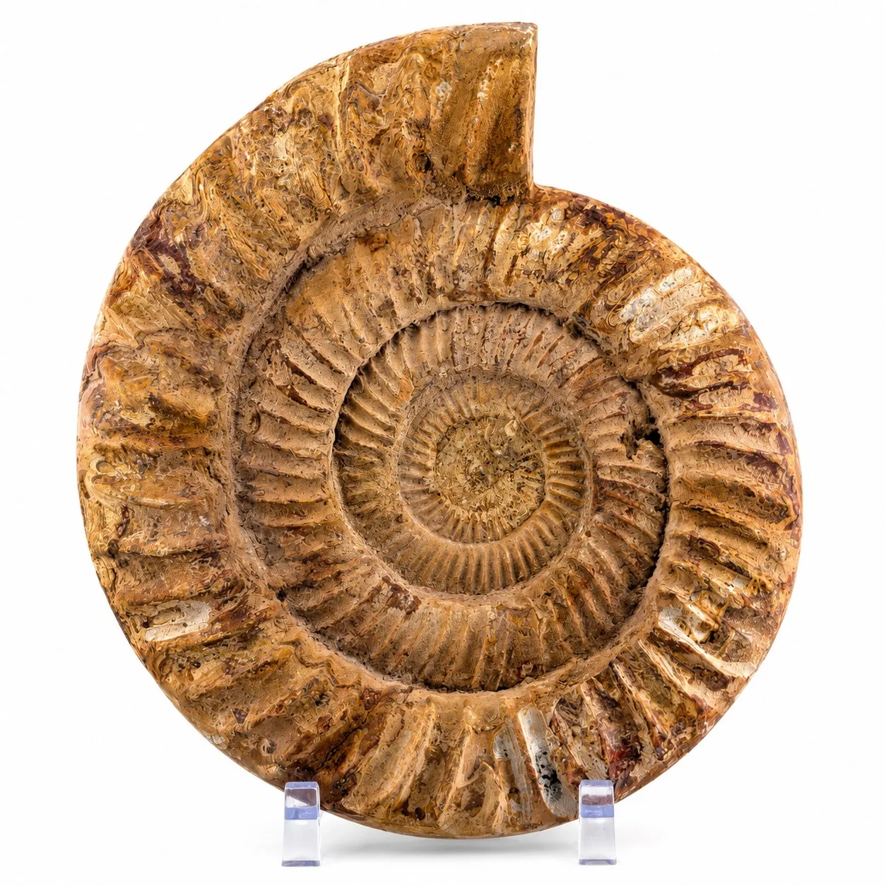 Amonita Perisphinctes 24.5 cm