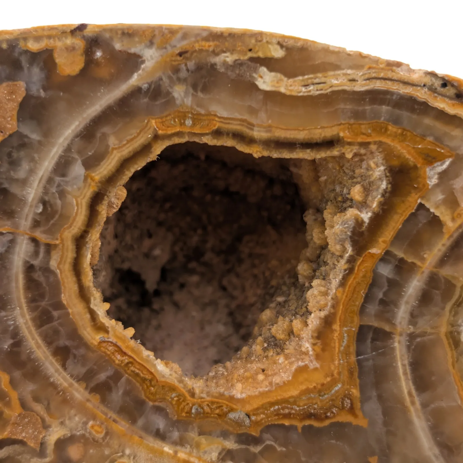 Amonita Perisphinctes 24.5 cm