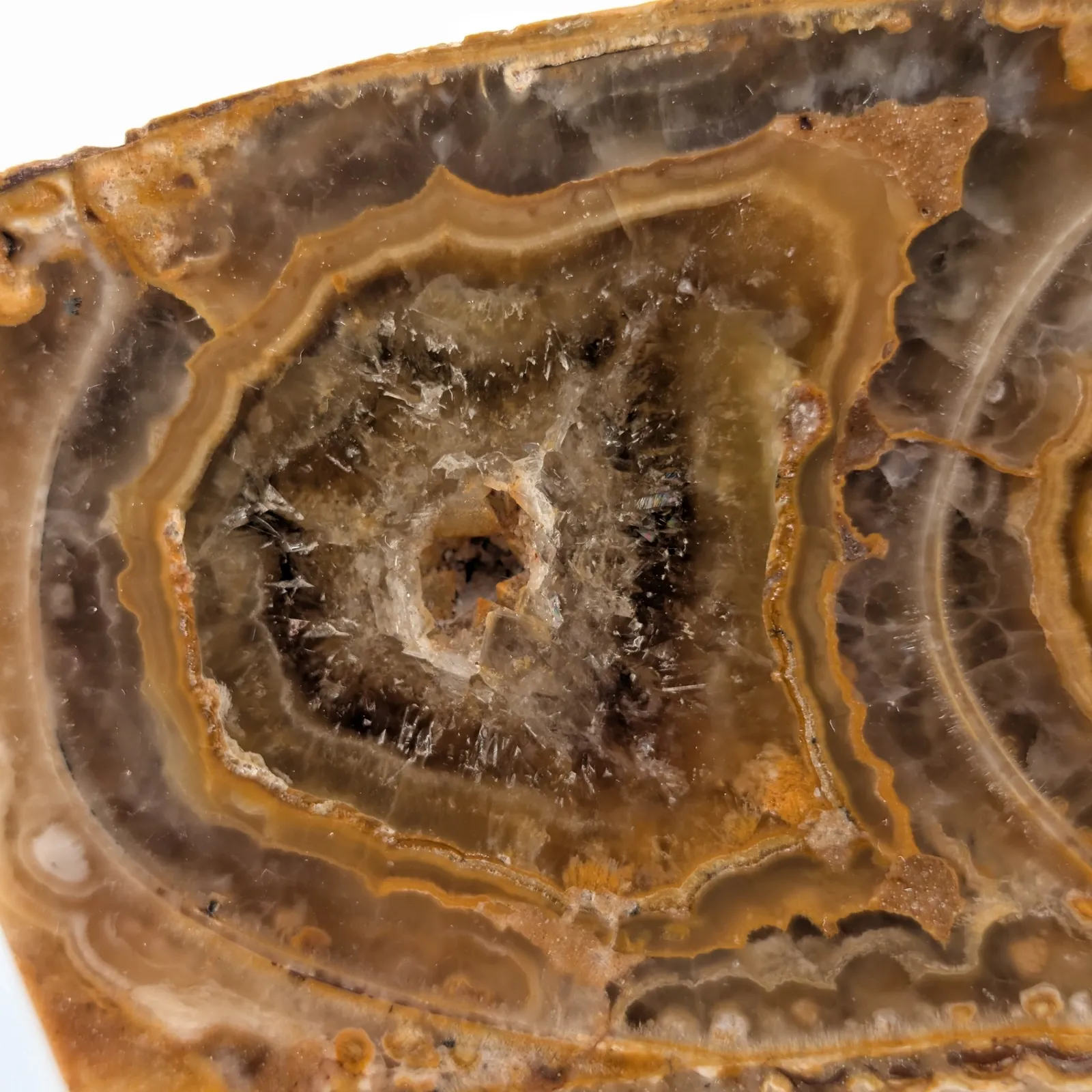 Amonita Perisphinctes 24.5 cm