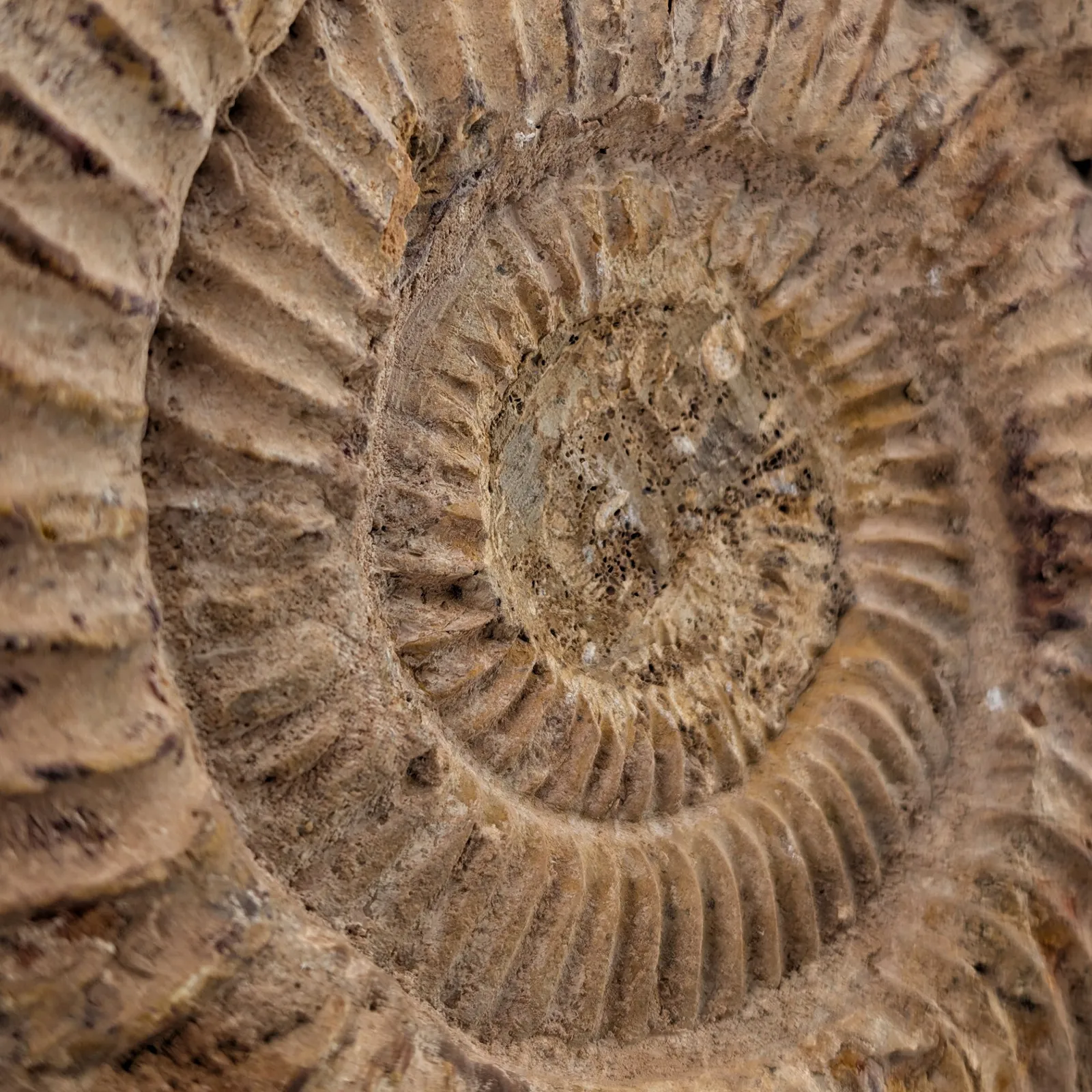 Amonita Perisphinctes 24.5 cm