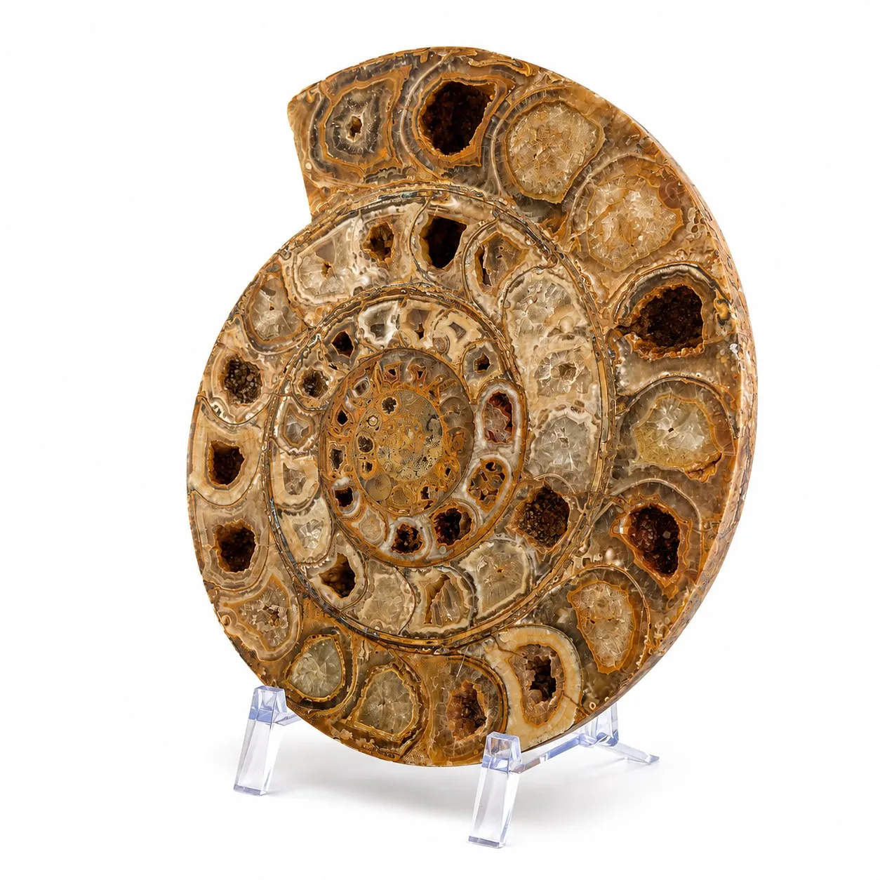 Amonita Perisphinctes 24.5 cm