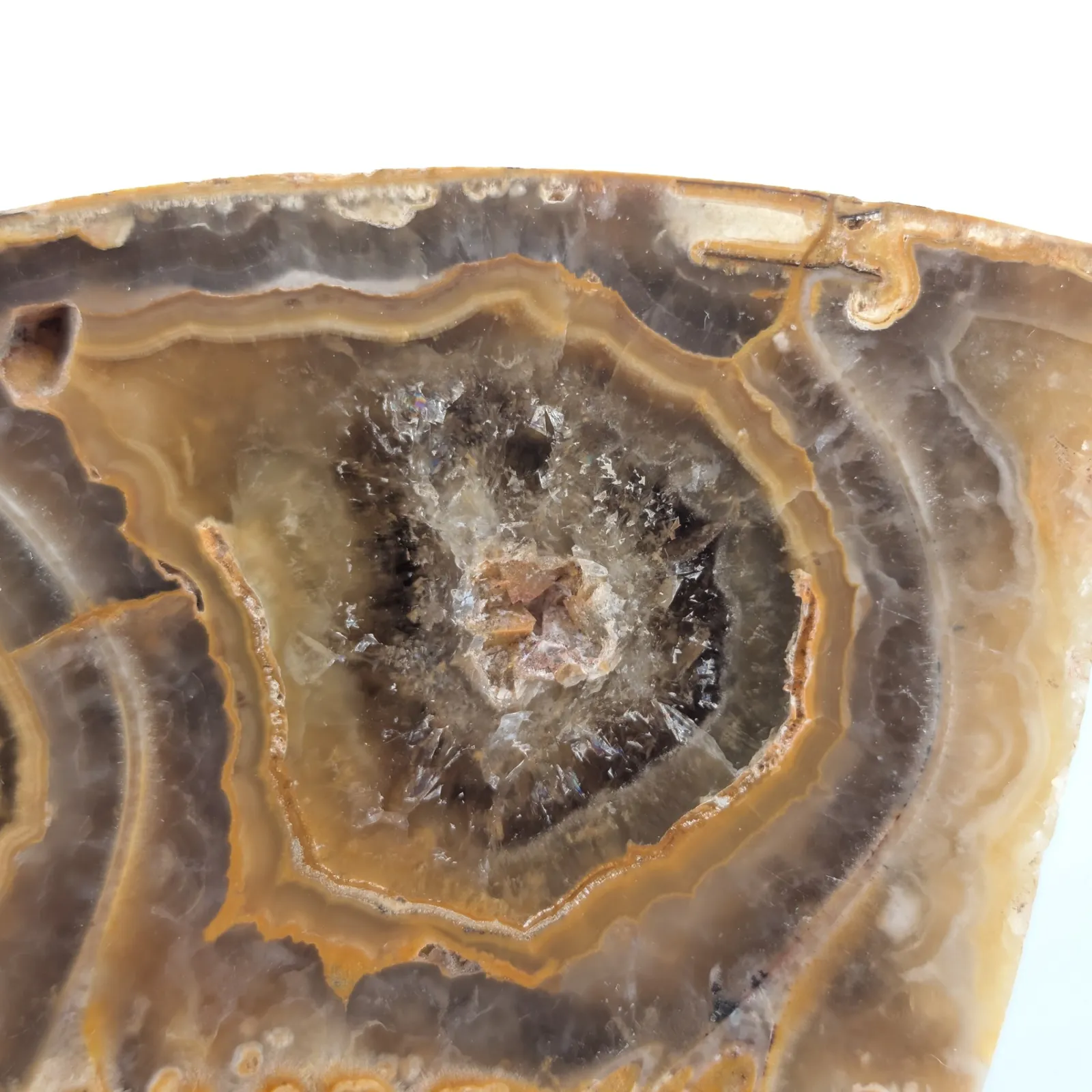 Amonita Perisphinctes