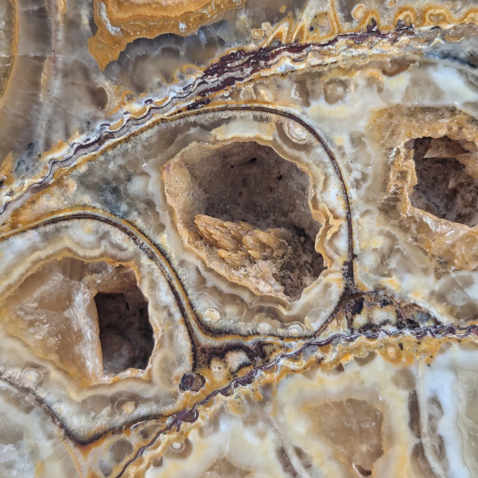 Amonita Perisphinctes