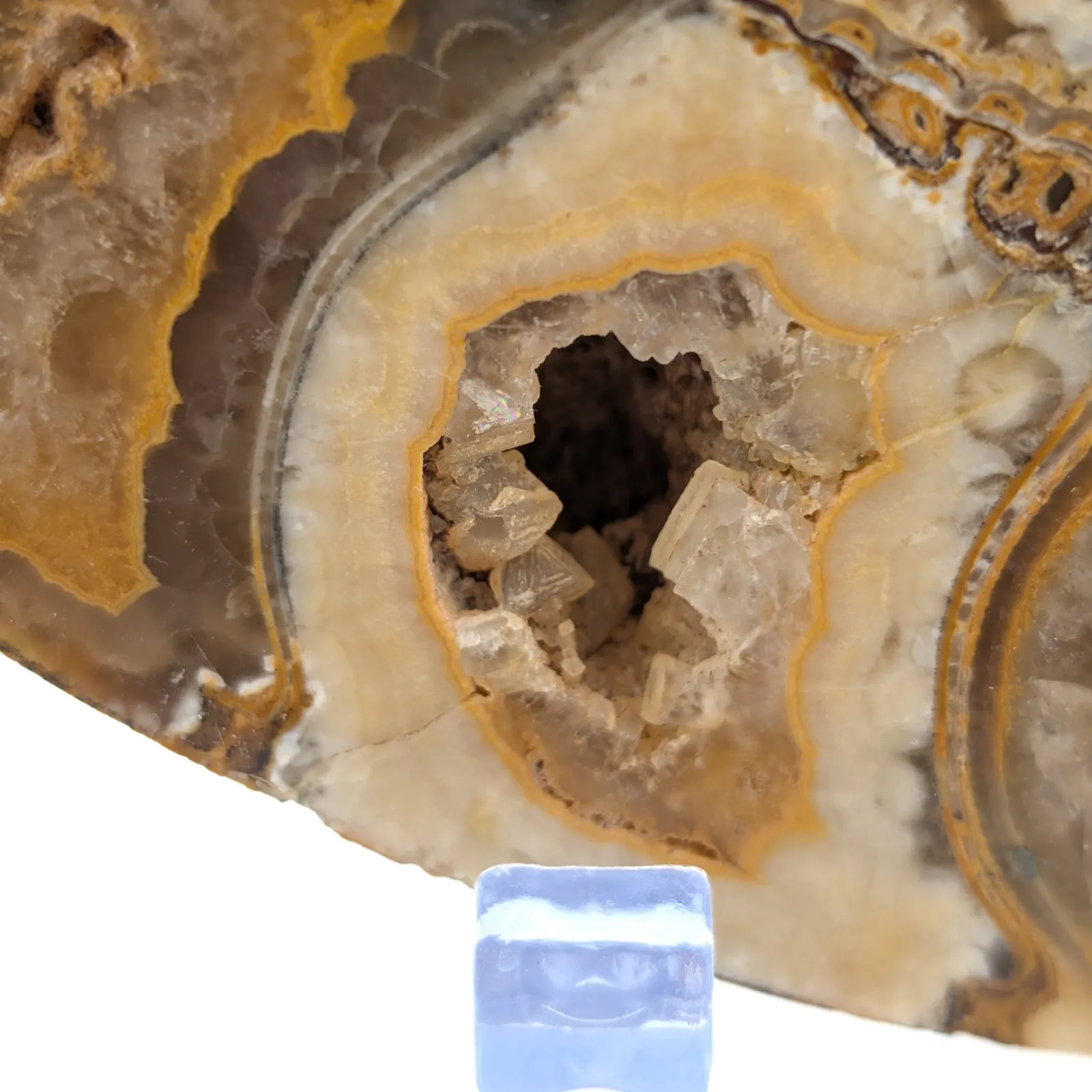 Amonita Perisphinctes