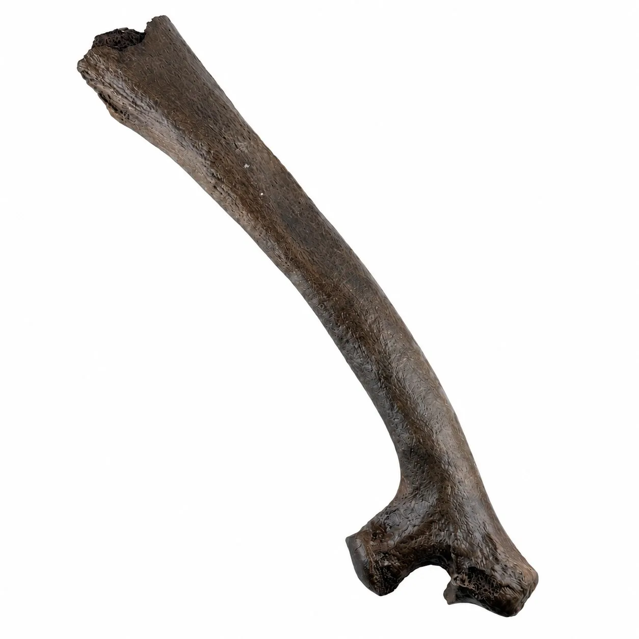 Costella derecha de bisonte (Bison Antiquus) 32 x 8 cm