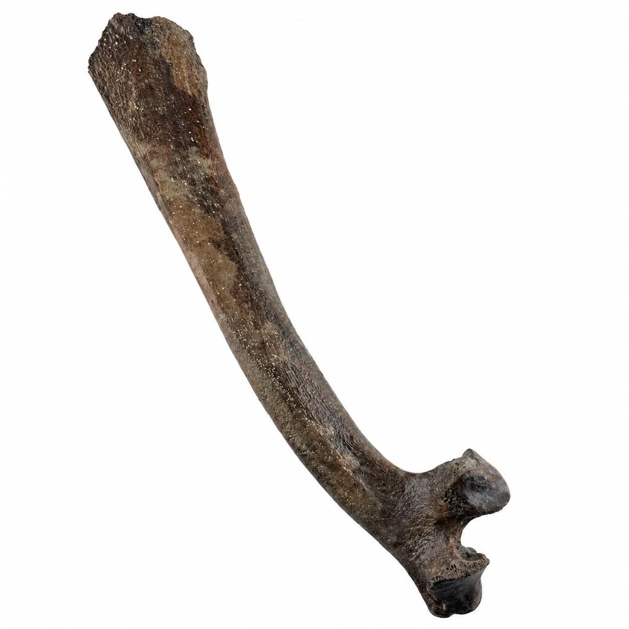 Costella derecha de bisonte (Bison Antiquus) 32 x 8 cm