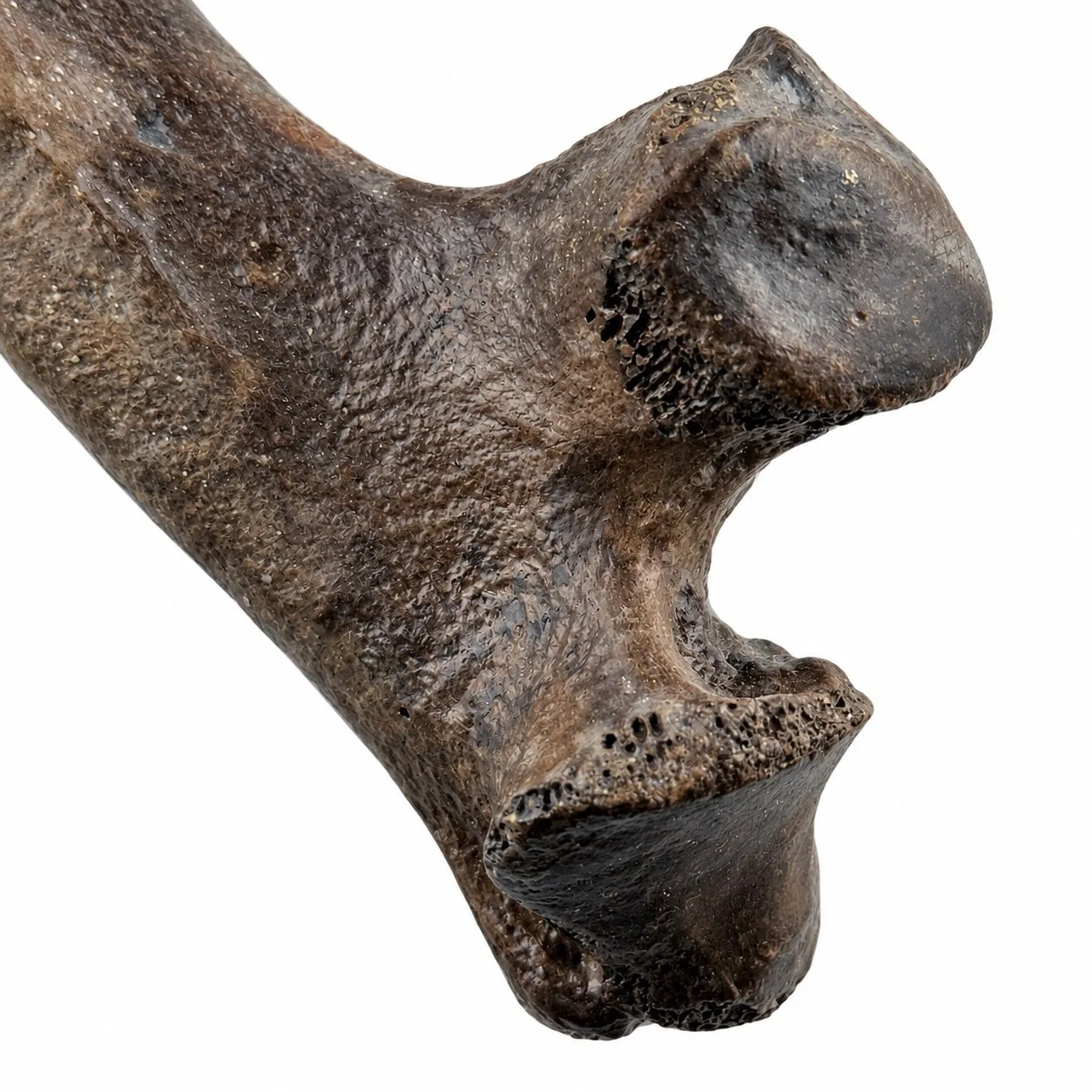 Costella derecha de bisonte (Bison Antiquus) 32 x 8 cm