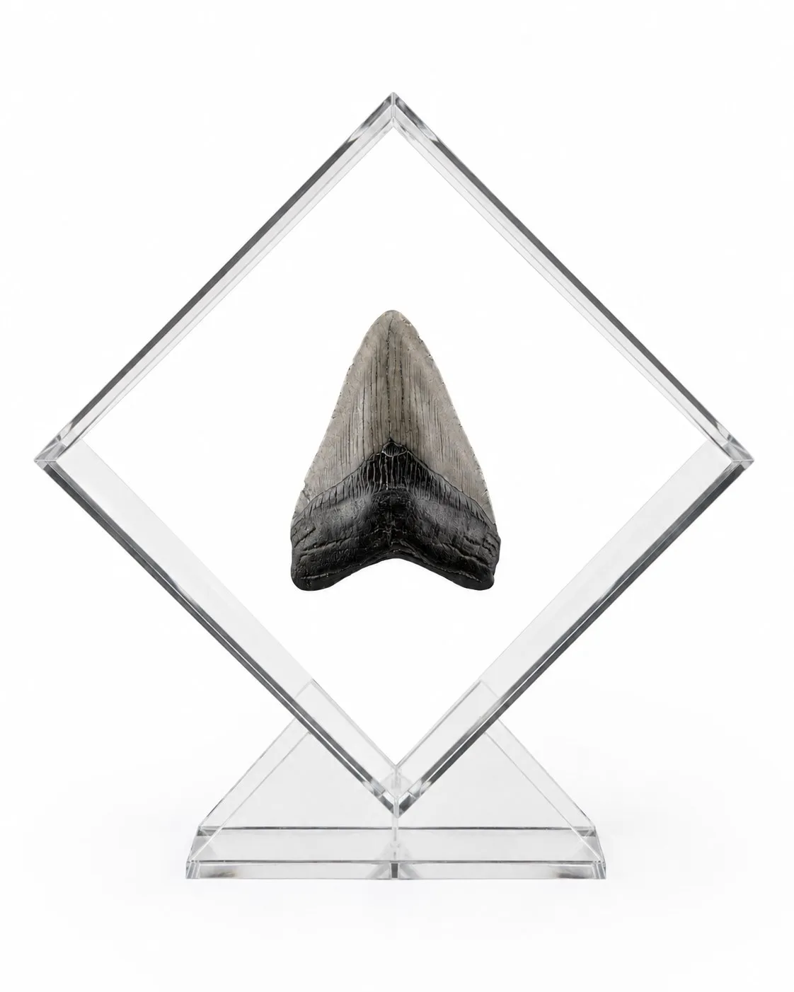 Exhibidor de acrílico con diente de Megalodon