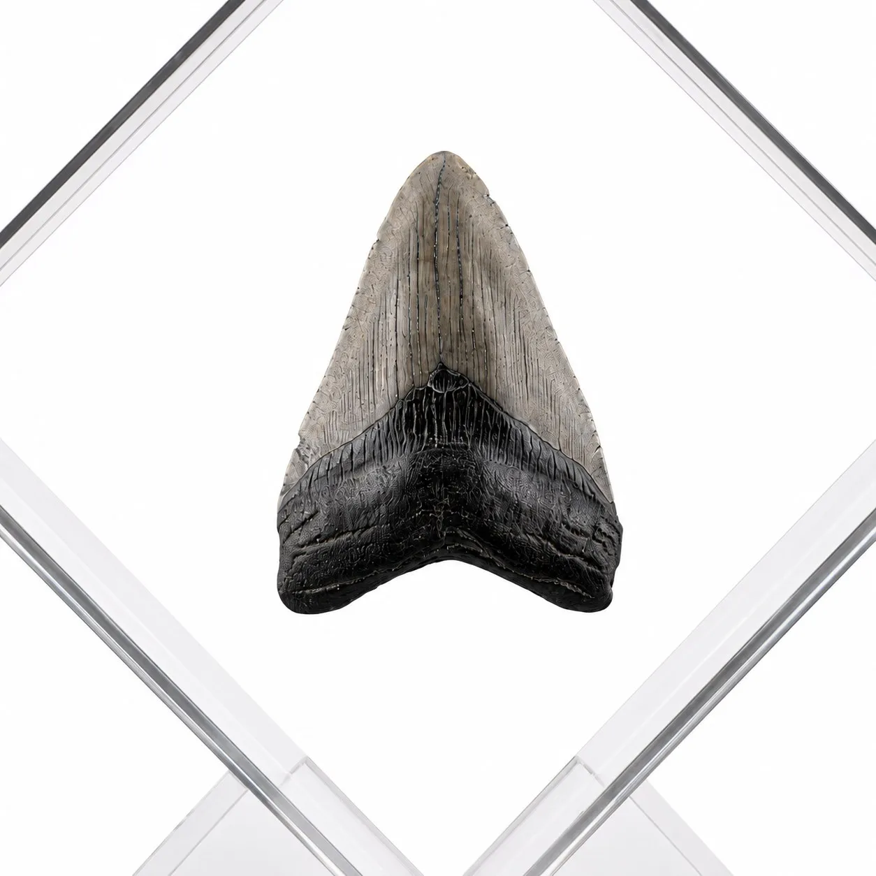 Exhibidor de acrílico con diente de Megalodon