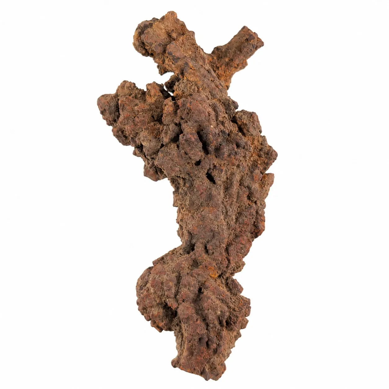 Coprolito Fósil de Tortuga 10 x 5 cm
