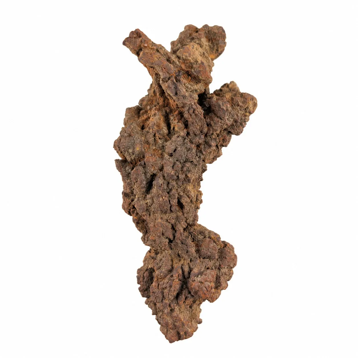 Coprolito Fósil de Tortuga 10 x 5 cm
