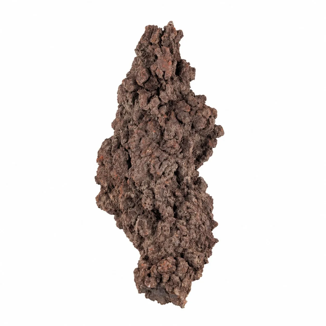 Coprolito Fósil de Tortuga 13.5 x 6 cm