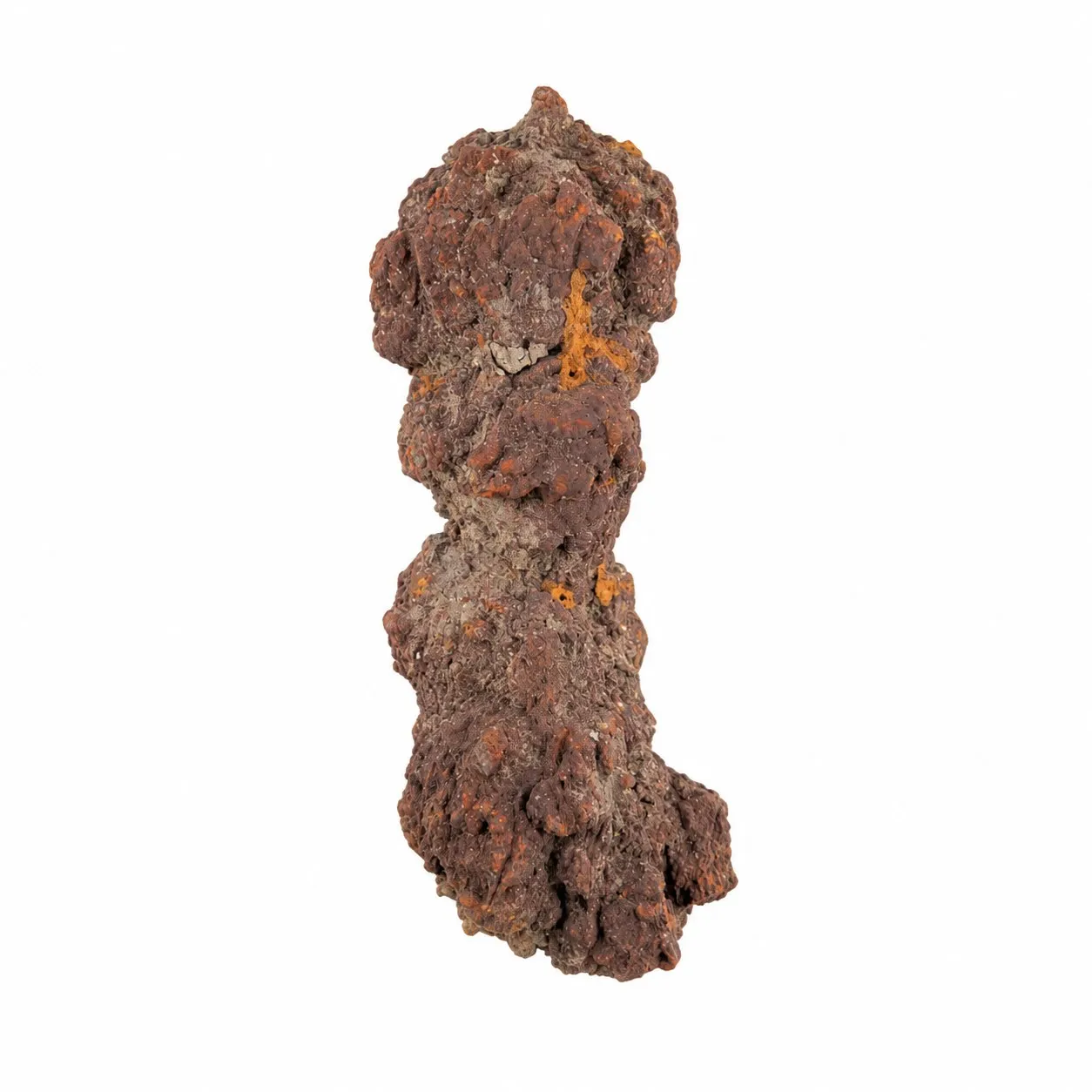 Coprolito Fósil de Tortuga 9 x 3.5 cm