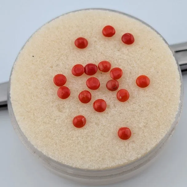 Coral rojo Cabuchon Redondo 3 mm