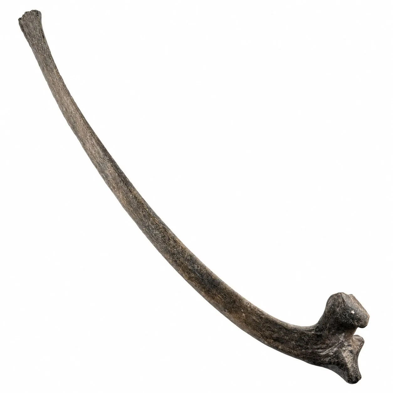 Costella de bisonte (Bison Antiquus) 44 x 8 cm