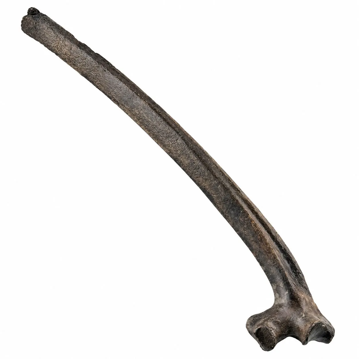 Costella de bisonte (Bison Antiquus) 44 x 8 cm