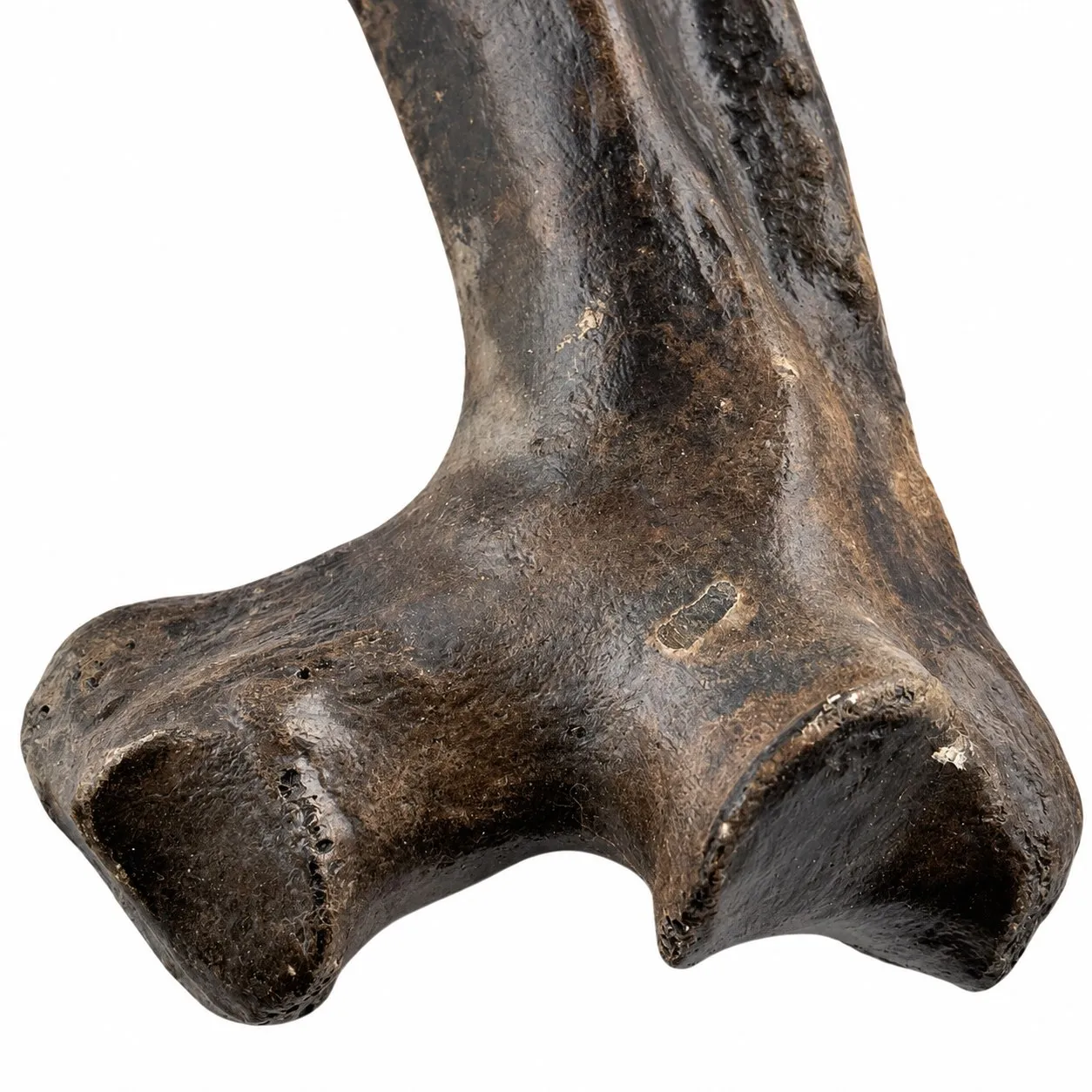 Costella de bisonte (Bison Antiquus) 44 x 8 cm