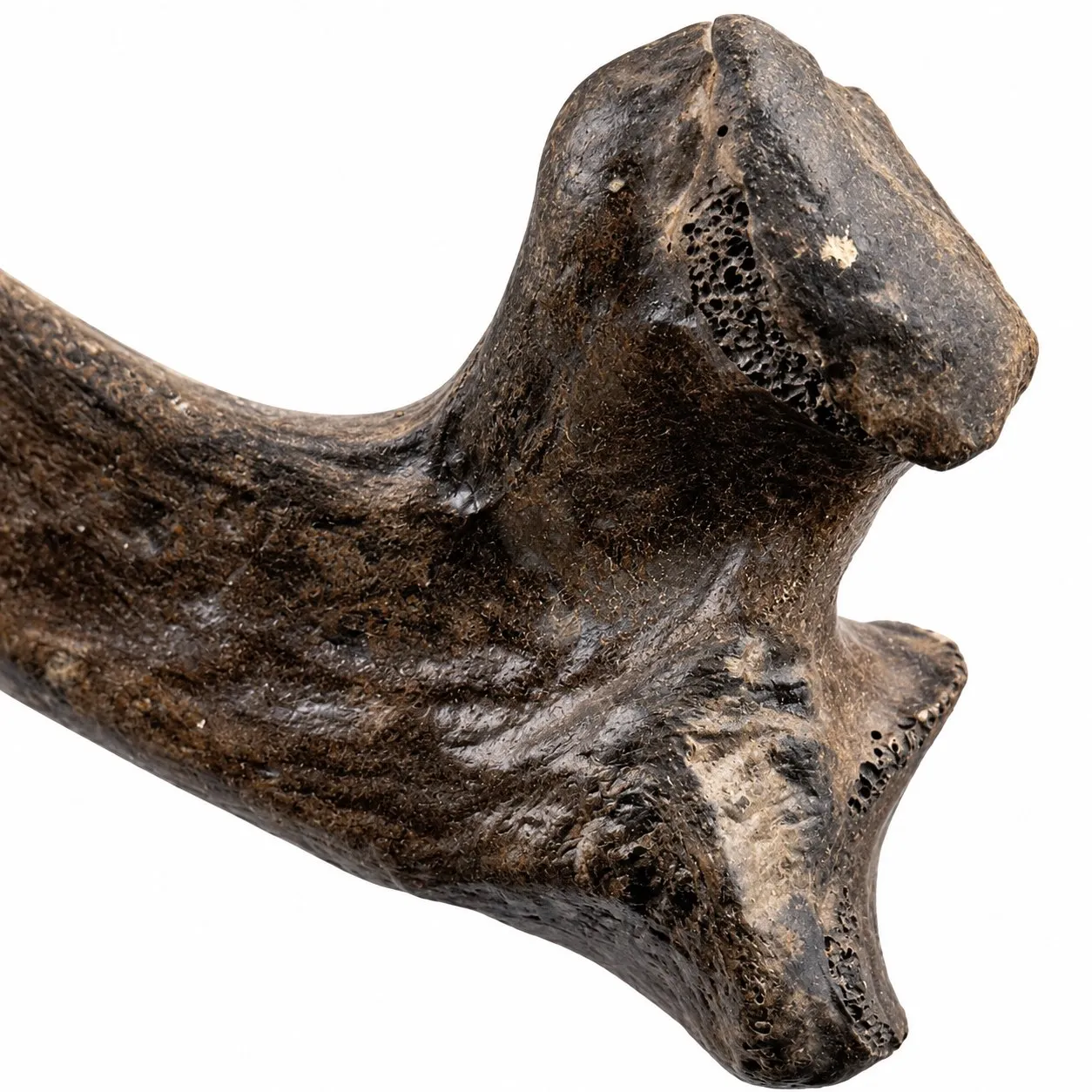 Costella de bisonte (Bison Antiquus) 44 x 8 cm