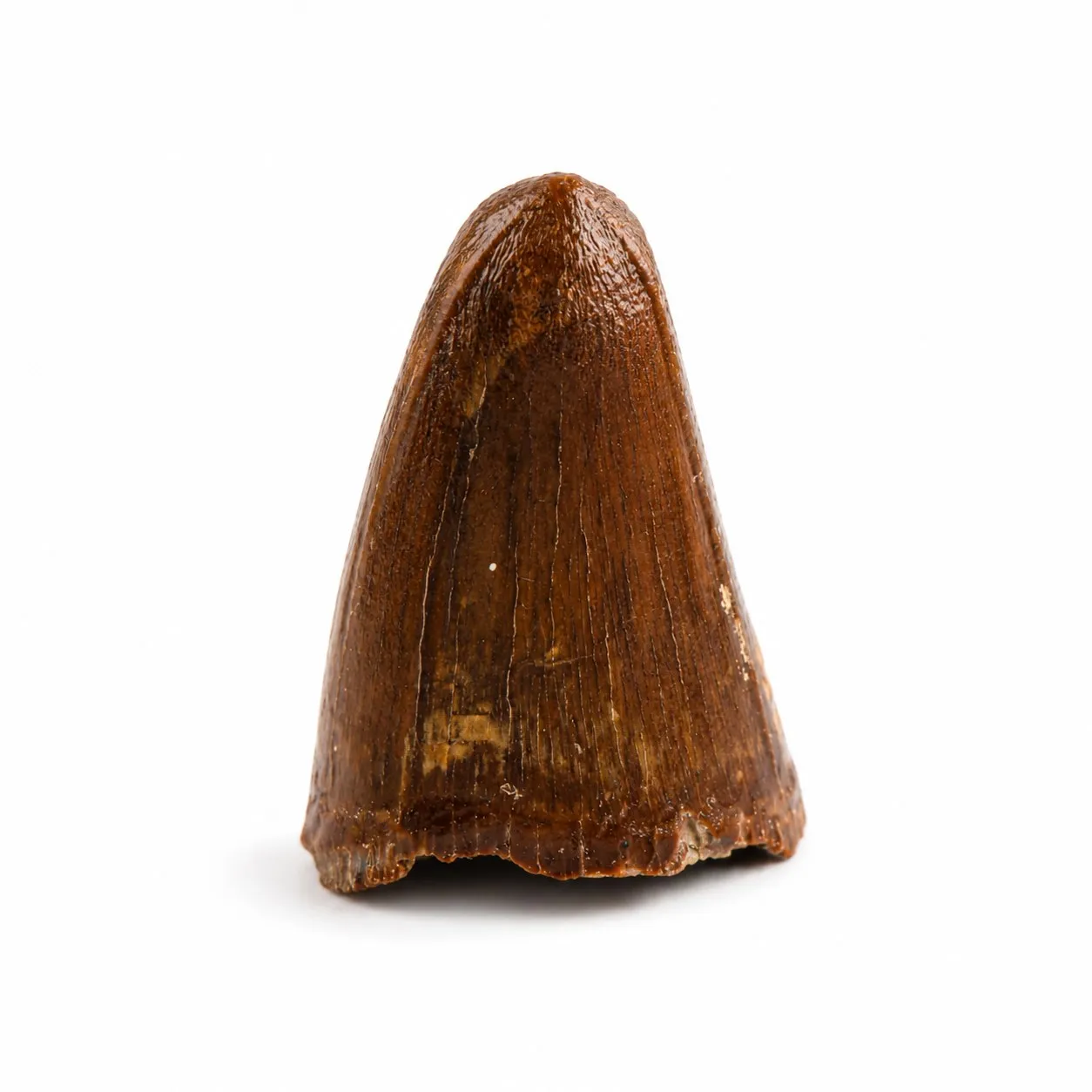 Diente de cocodrilo
