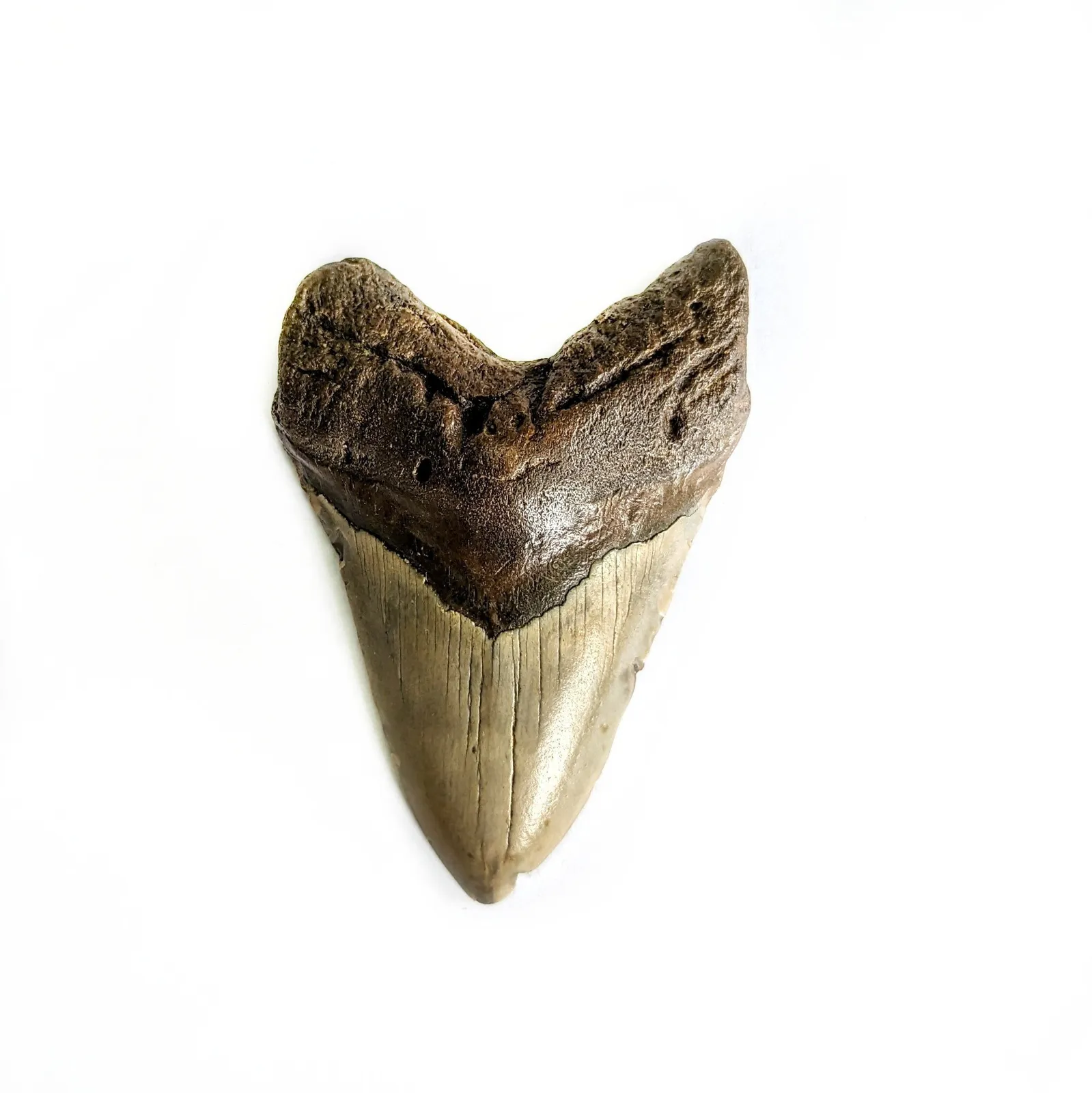 Diente fósil de Megalodón 10.6 x 6.6 cm