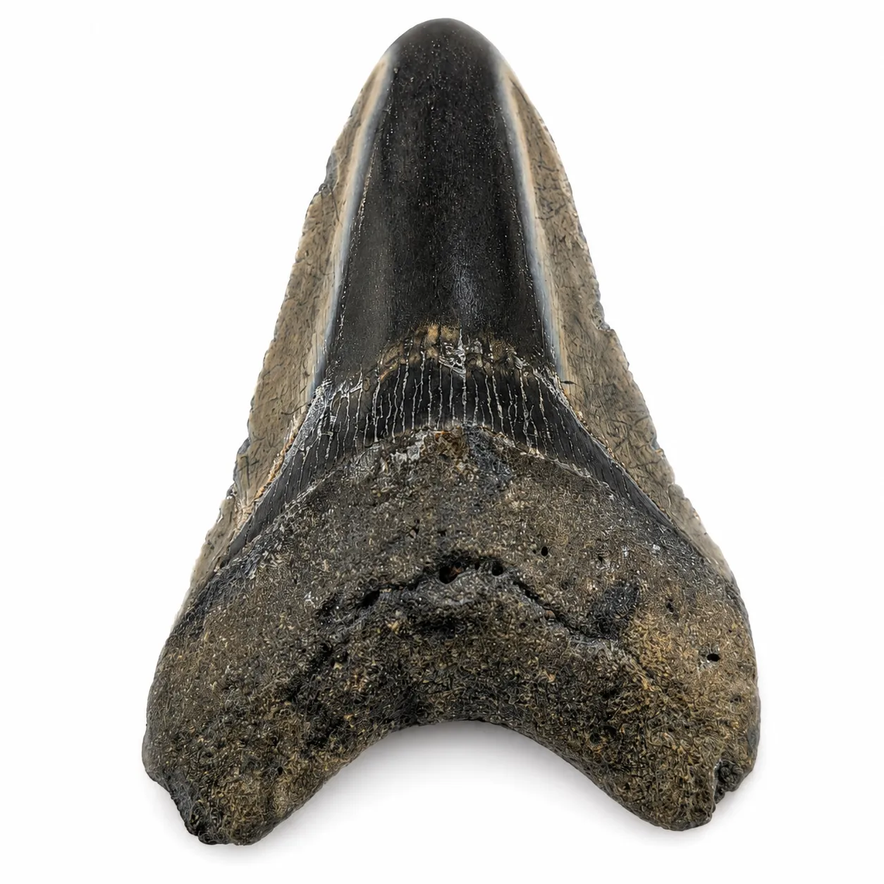 Diente fósil de Megalodón 10 x 7 cm