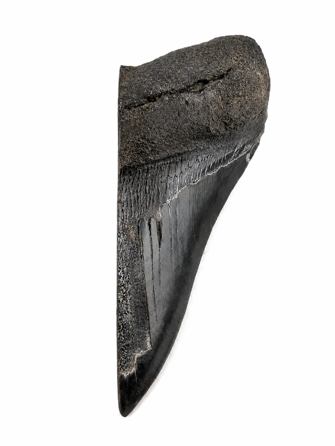 Diente fósil de Megalodón 14 x 5 cm