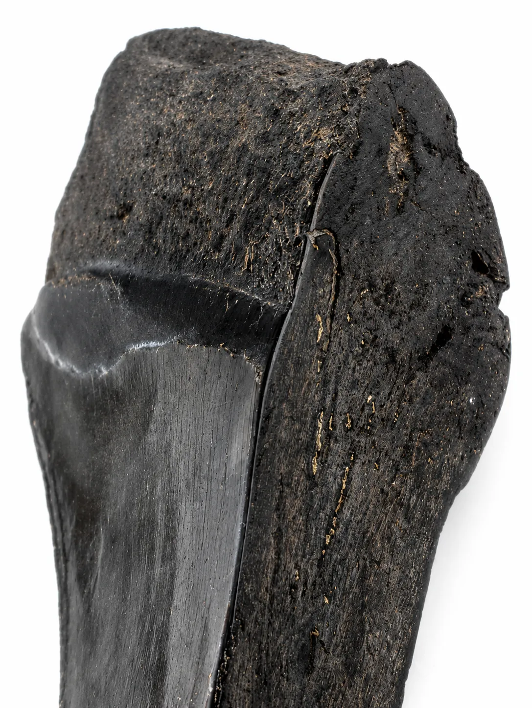 Diente fósil de Megalodón 14 x 5 cm