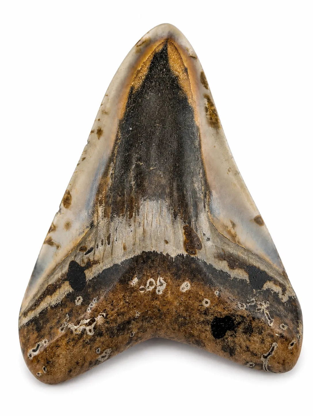 Diente fósil de Megalodón 8 x 7 cm