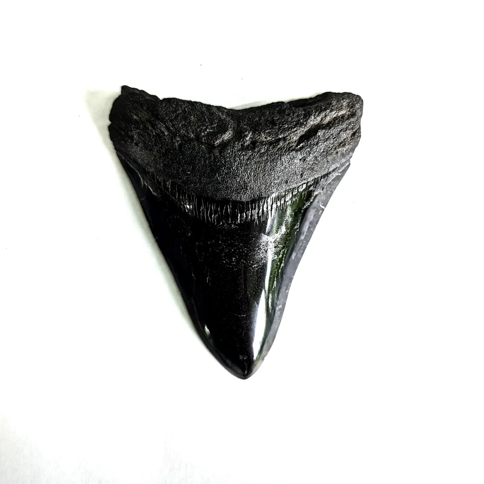 Diente fósil de Megalodón 9 x 7.5 cm