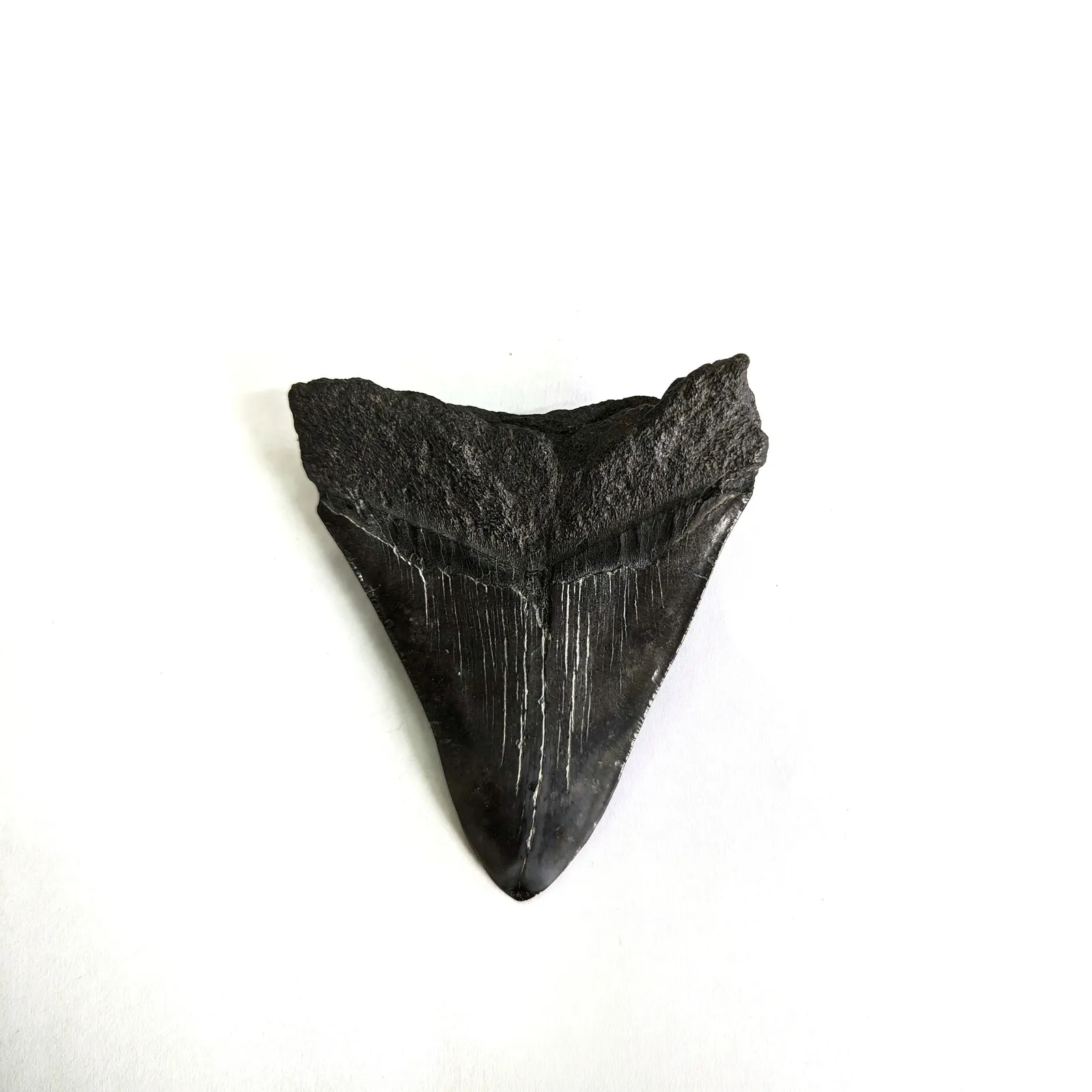 Diente fósil de Megalodón 9 x 7.5 cm