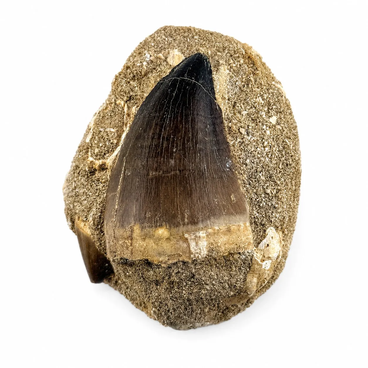 Diente fósil de Mosasaurio en matriz ~8 cm