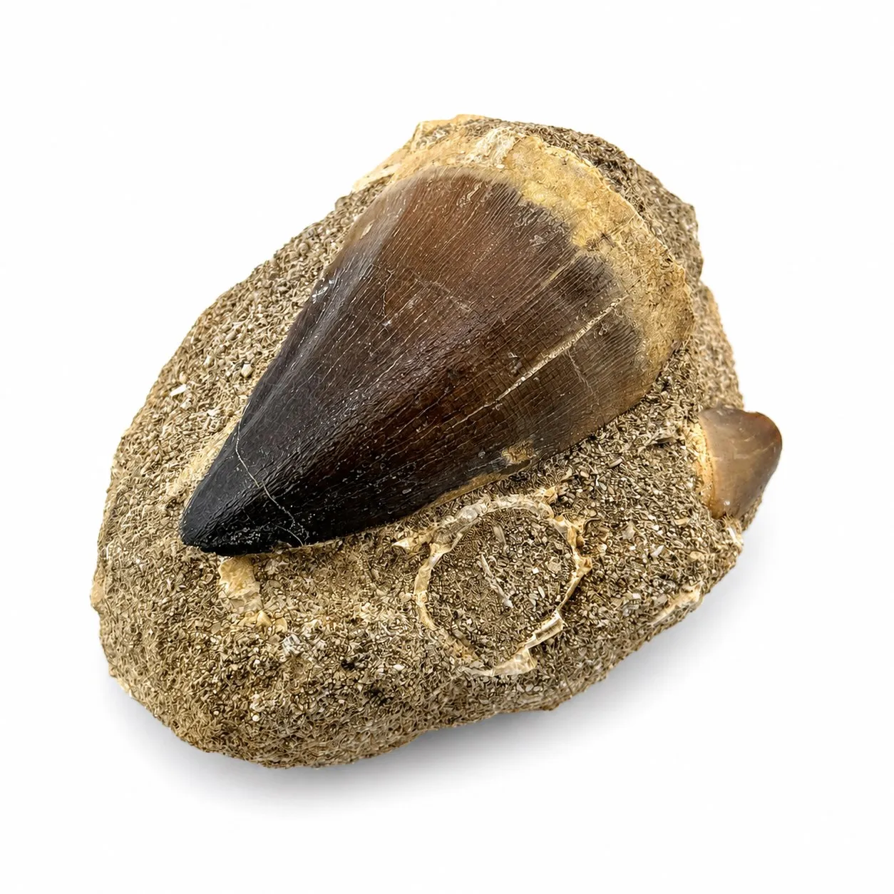 Diente fósil de Mosasaurio en matriz ~8 cm
