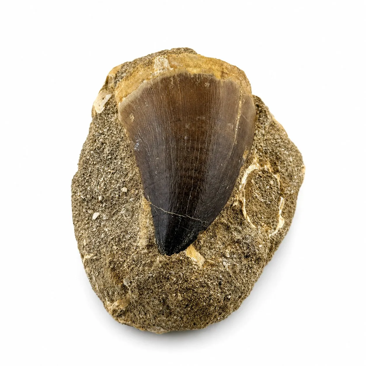 Diente fósil de Mosasaurio en matriz ~8 cm
