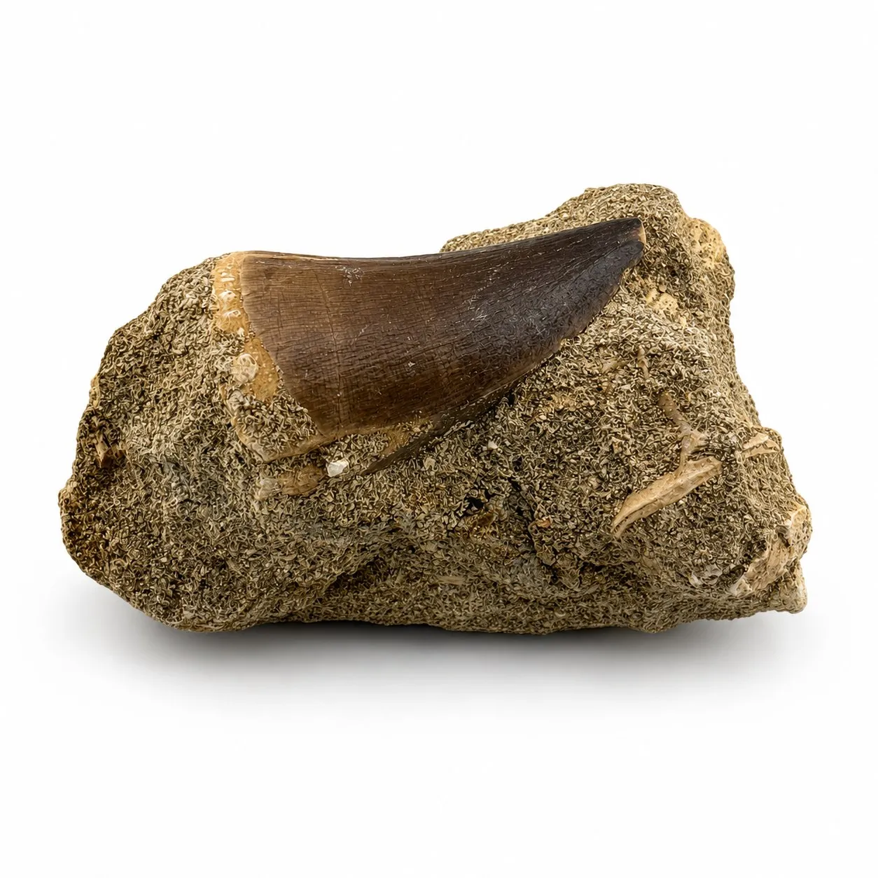 Diente fósil de Mosasaurio en matriz ~8 cm