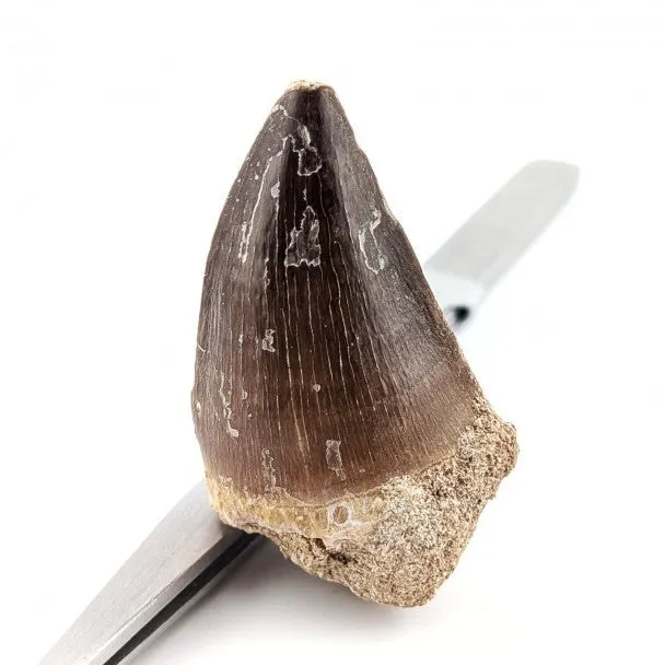 Diente fósil de Mosasaurio Prognathodon 5.5 cm
