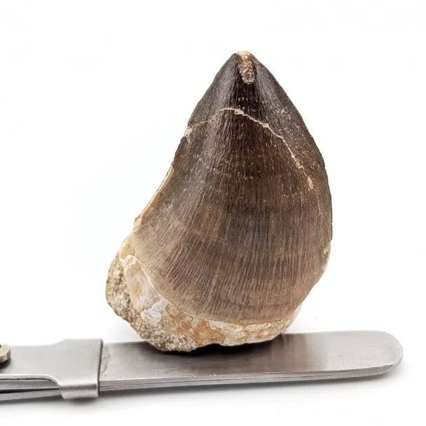 Diente fósil de Mosasaurio Prognathodon 5 cm