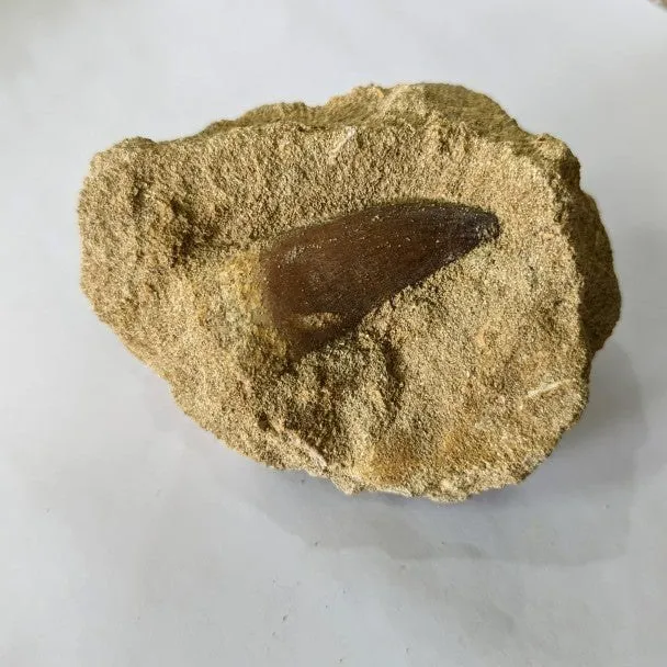 Diente fósil de Mosasaurio thalassotitan 3 cm