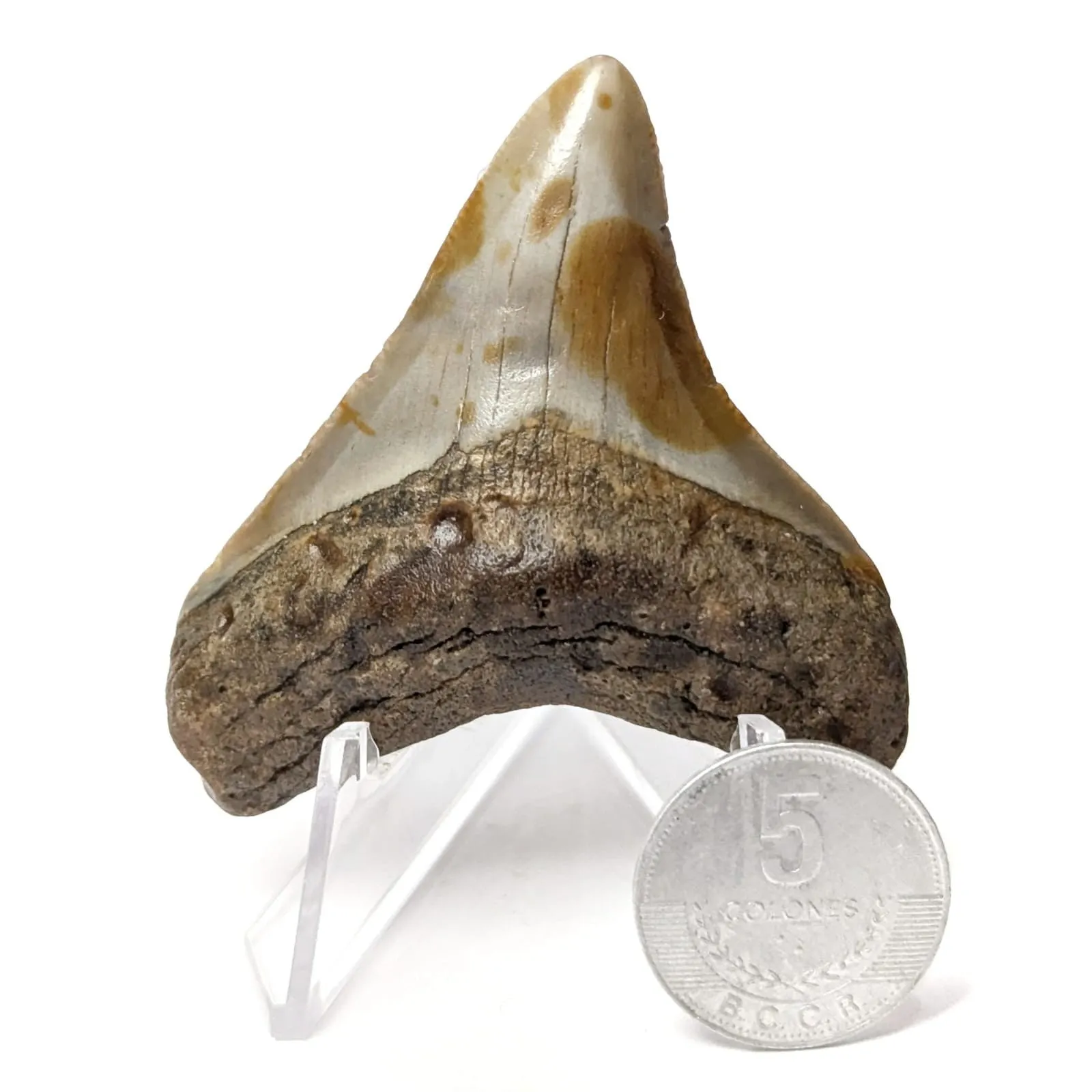Diente fósil de Otodus Megalodón 5 cm